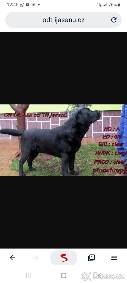 Labradorský Retrívr - 6