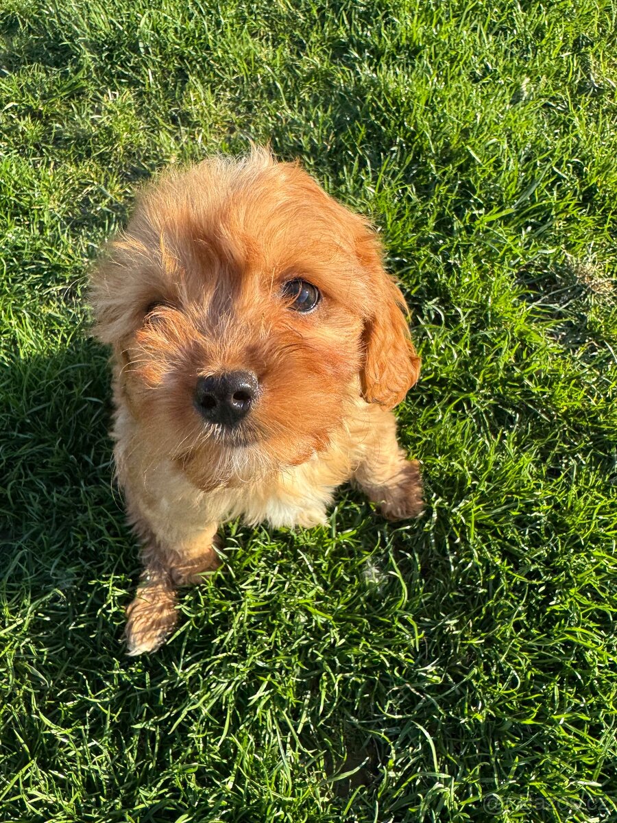 Cavapoo s pp/ registrací - 6