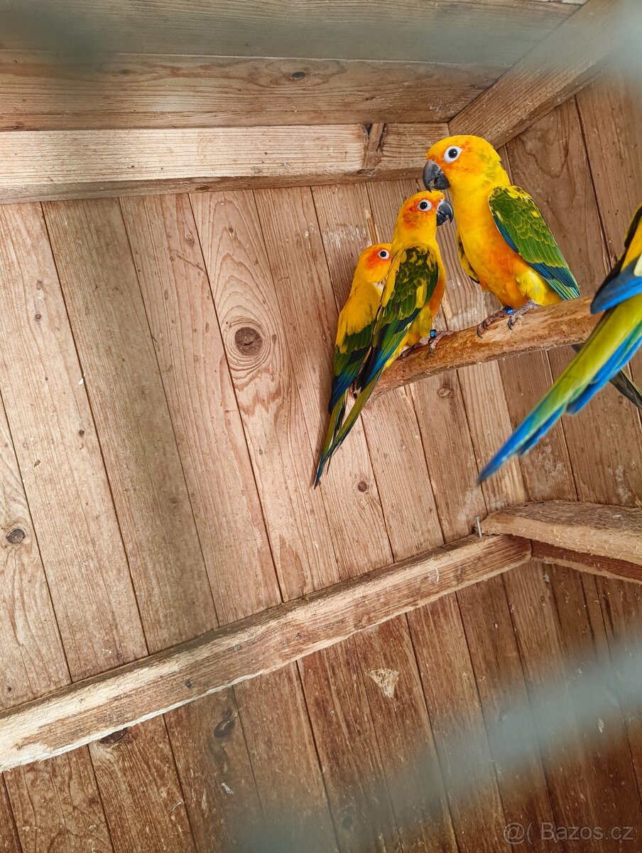 Prodám mláďata Aratinga sluneční - 6