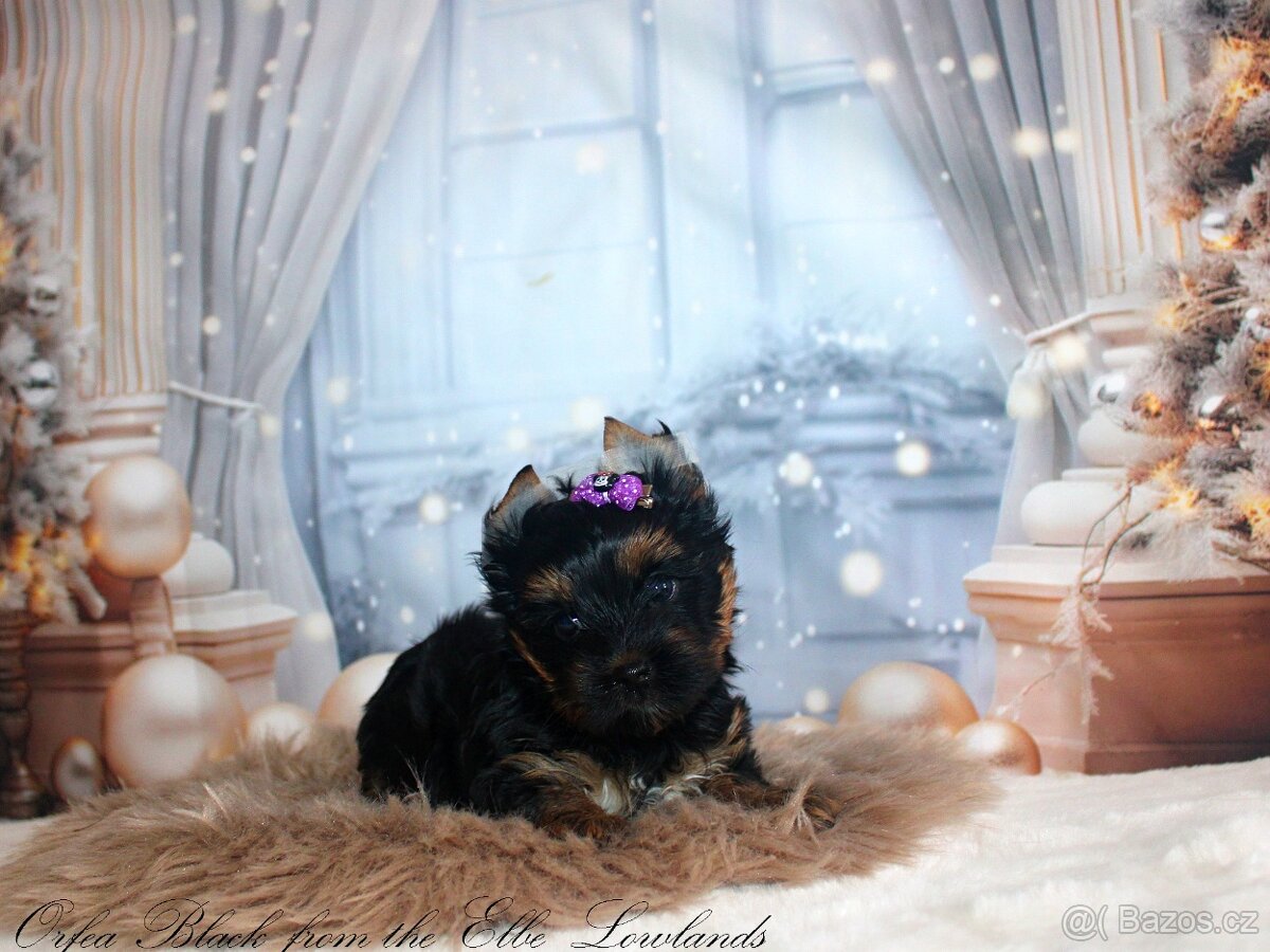 jorkšírský terier s pp fenka ( biewer ) - 6