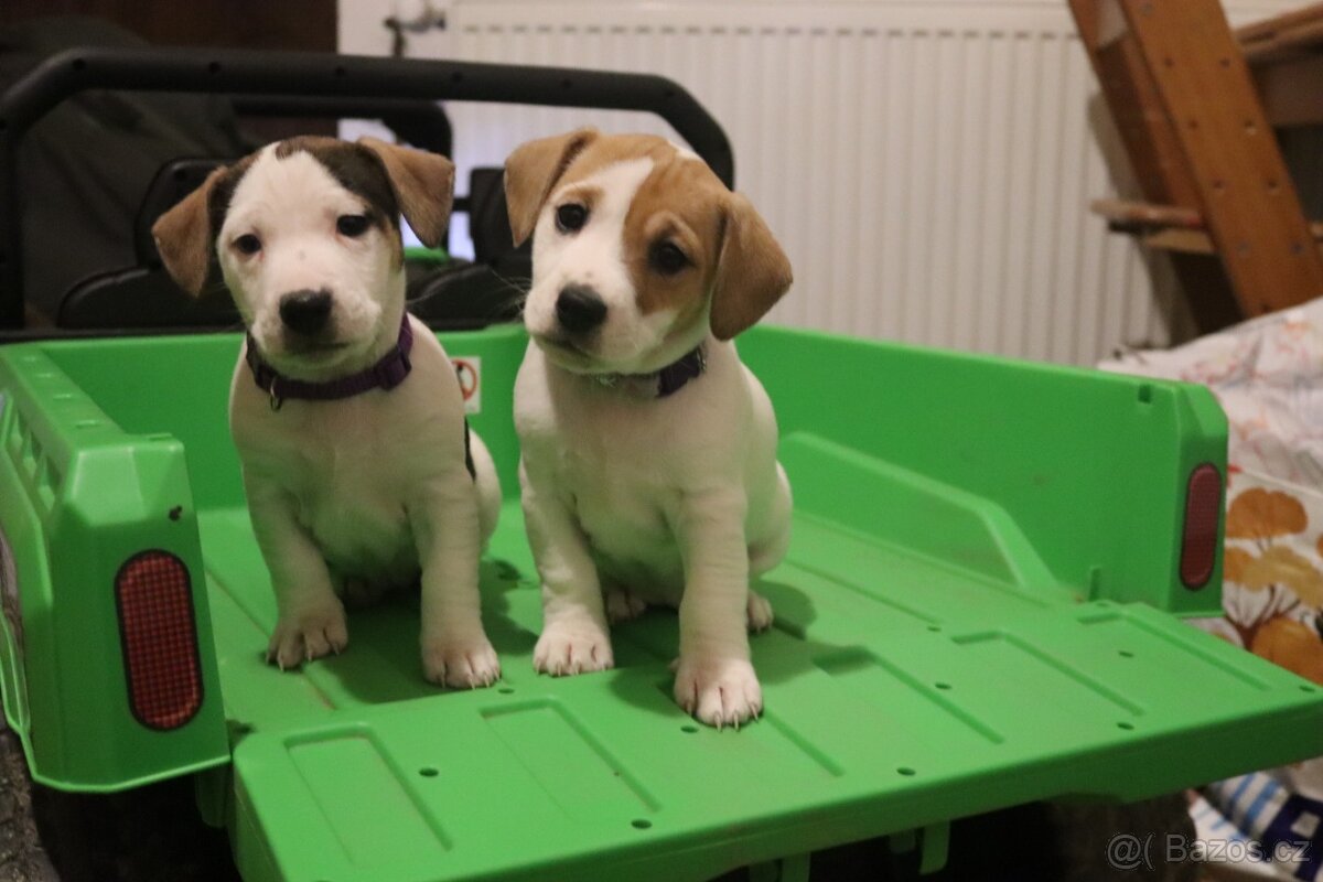 Jack Russell teriér - 6