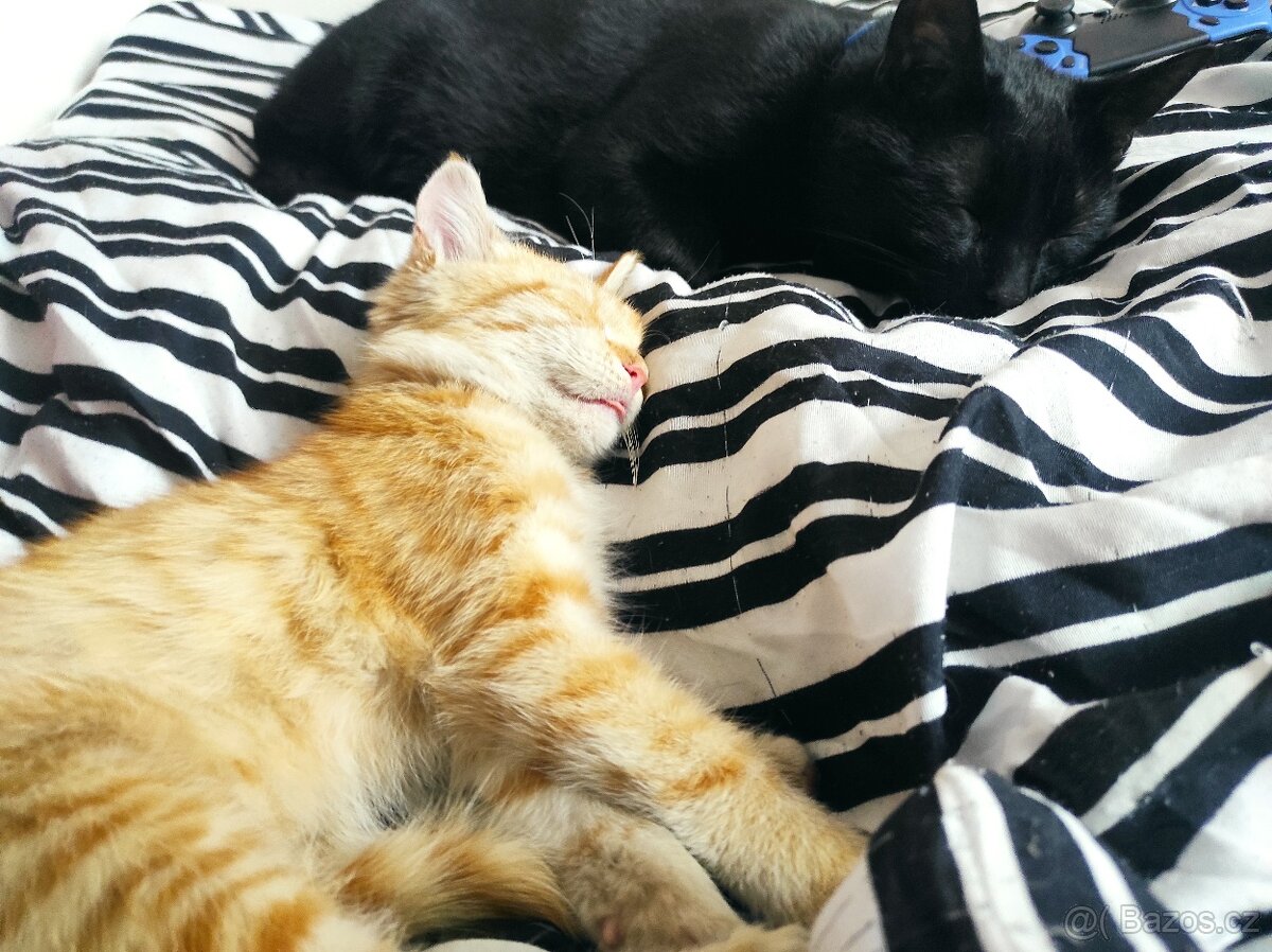 Krásně zrzavý kocourek - 6