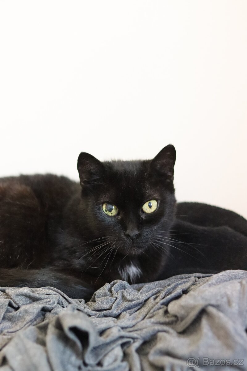 Perla ❤ klidná kočičí kráska ❤ - 6