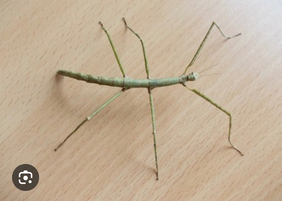 Daruji strašilky do dobrých rukou - 6