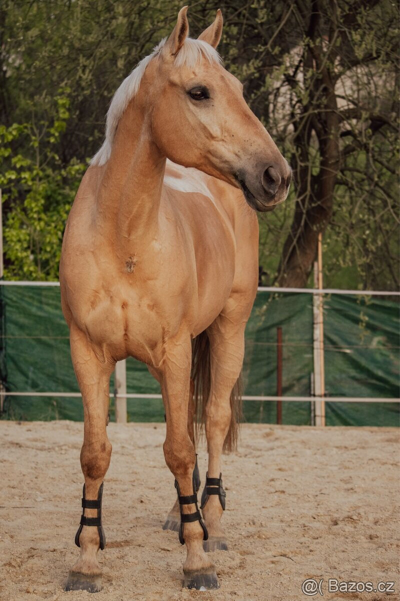 Klisna Rosa Kinská – krásná palomino - 6