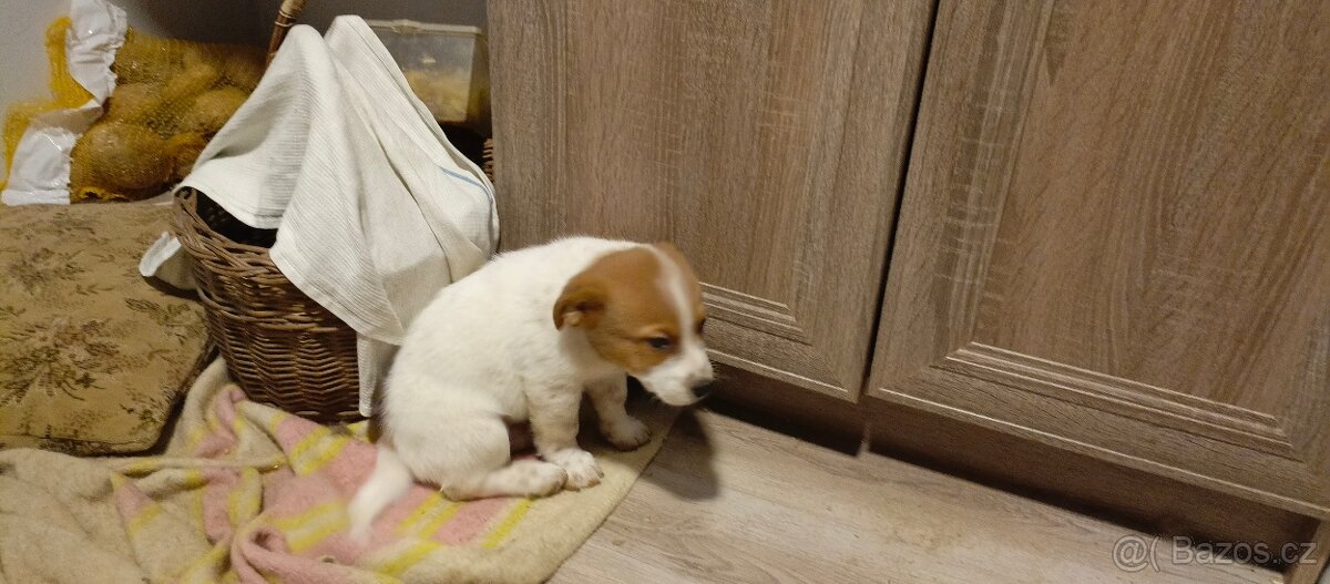 Štěňata kříženci - 6