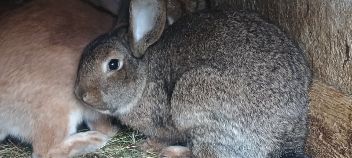 Nabízím králíky - 6