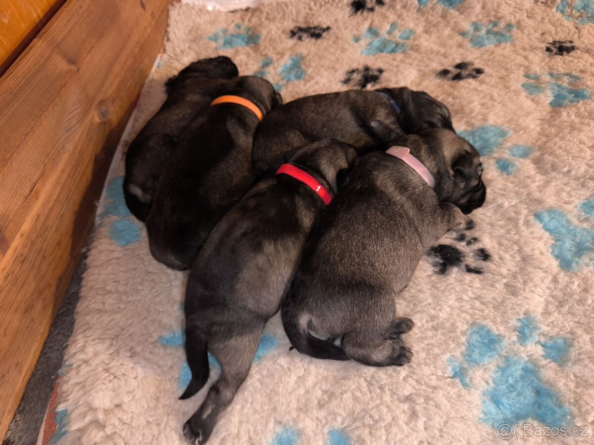 Knírač střední pepř a sůl - 6