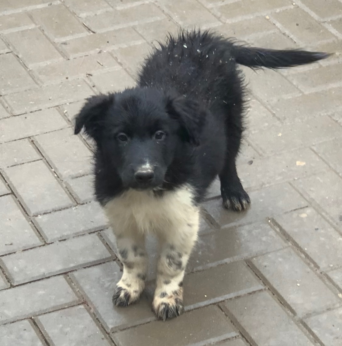 Border kolie - 6