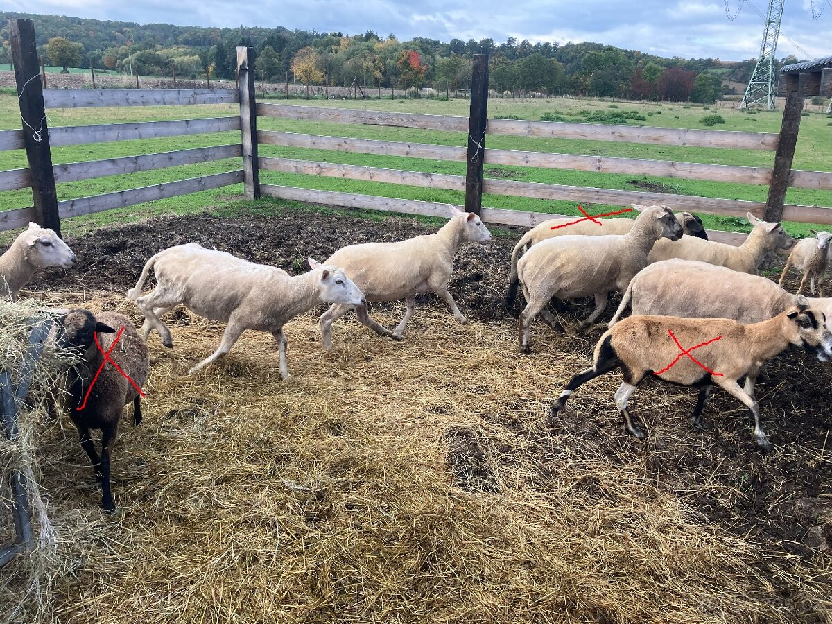 Ovce a berani různé, prodám nebo vyměním za seno - 6