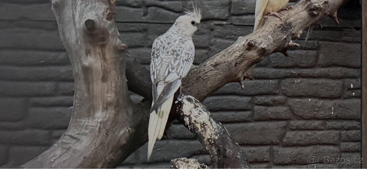 Alexandr Čínský 1.0 chovný samec 23 - 6