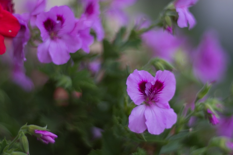 Meyer Optik Görlitz Trioplan 100 f2,8 (bajonet Sony E) - 6
