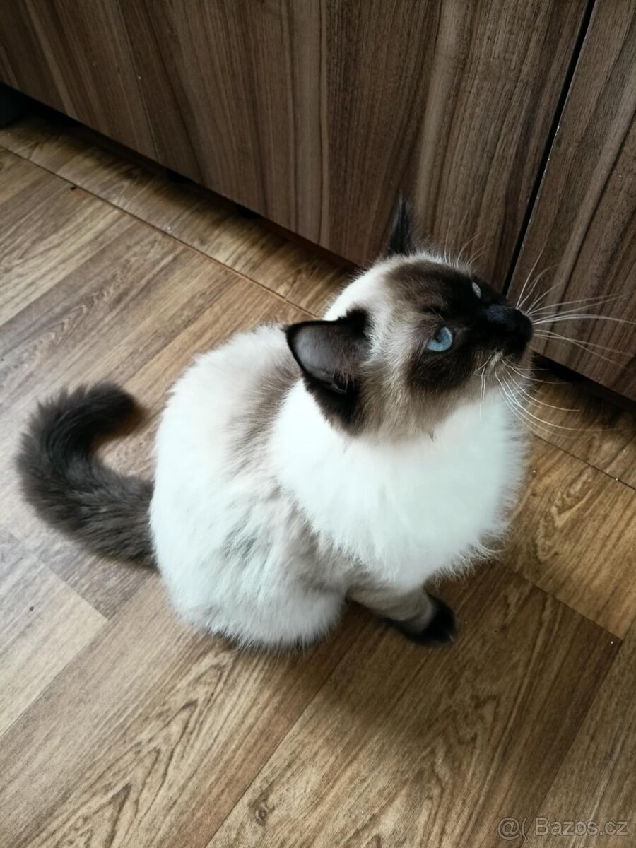 Prodám krásného kocourka Radgoll - 6