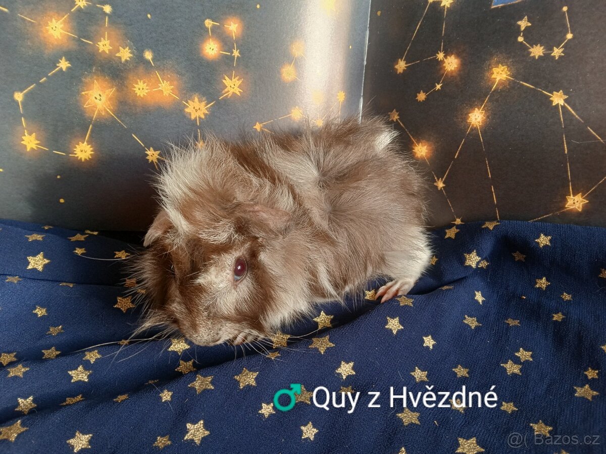 Morčátka CHS Z Hvězdné Liberec - 6