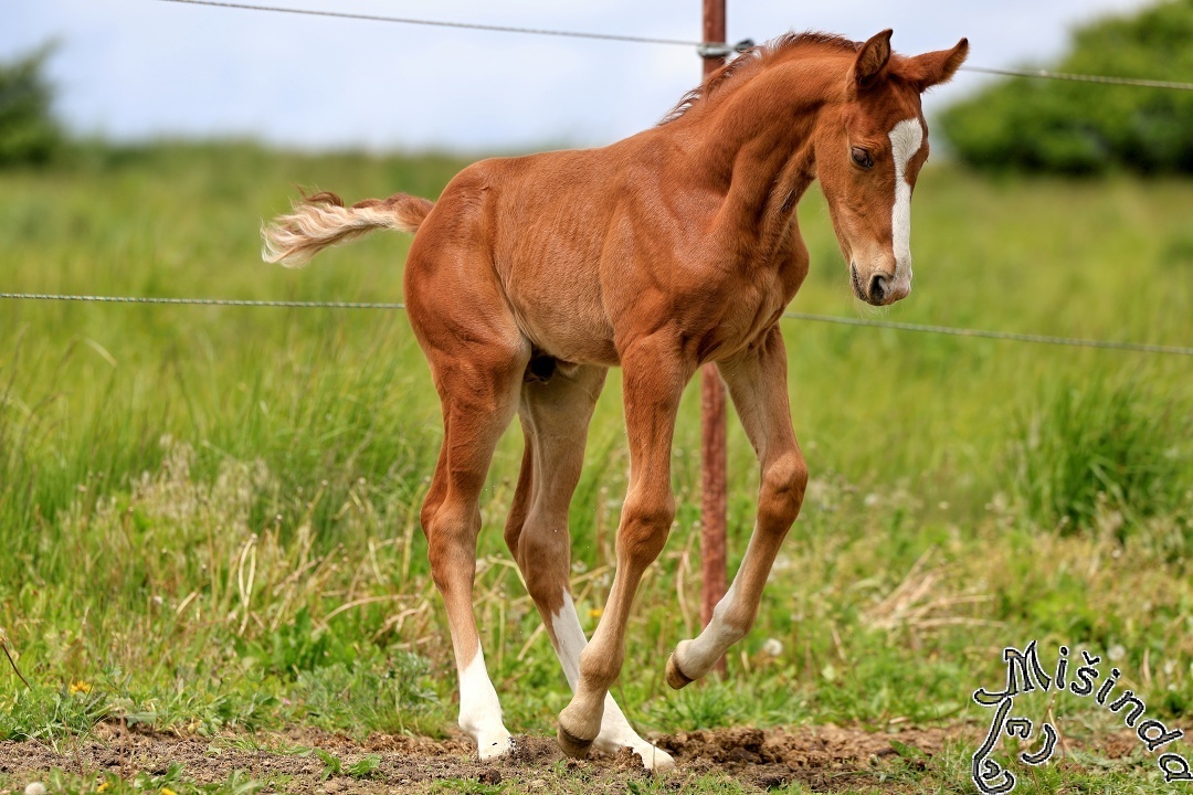 Ustájení Písek - 6