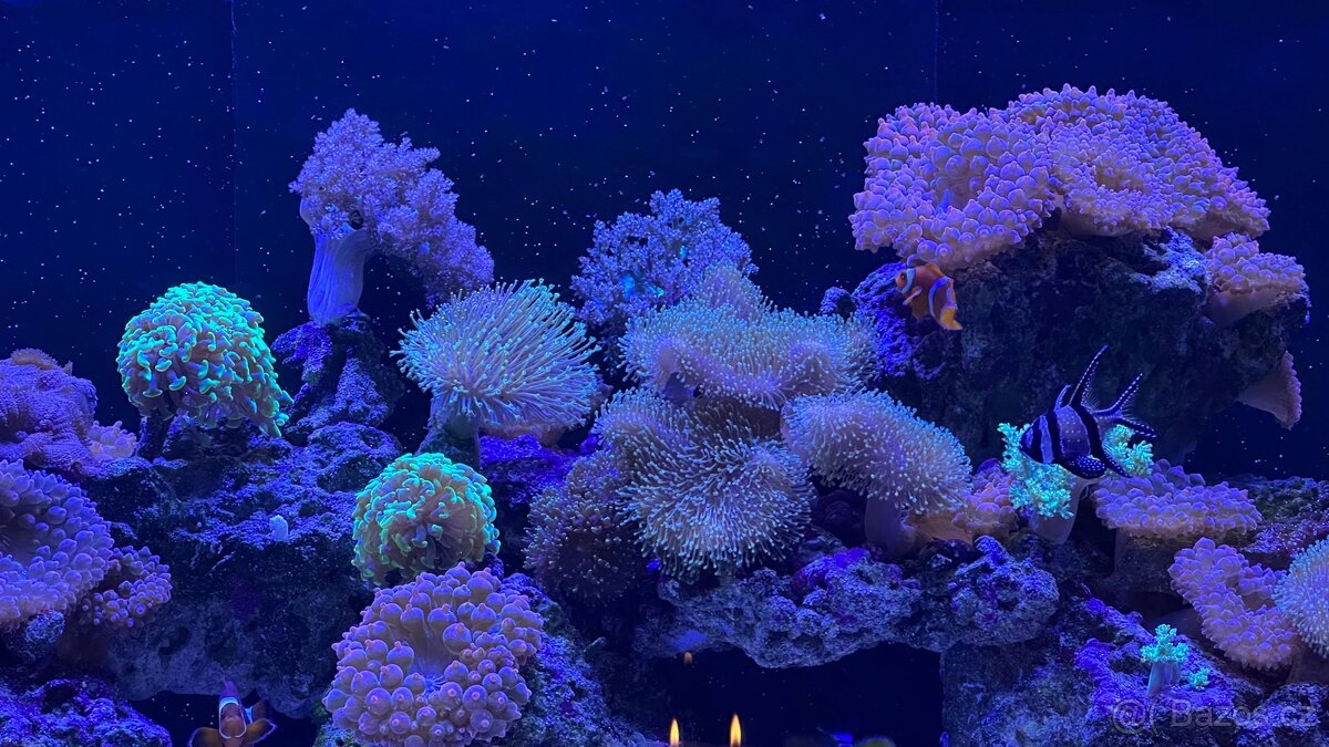 Mořská Akvária - 6