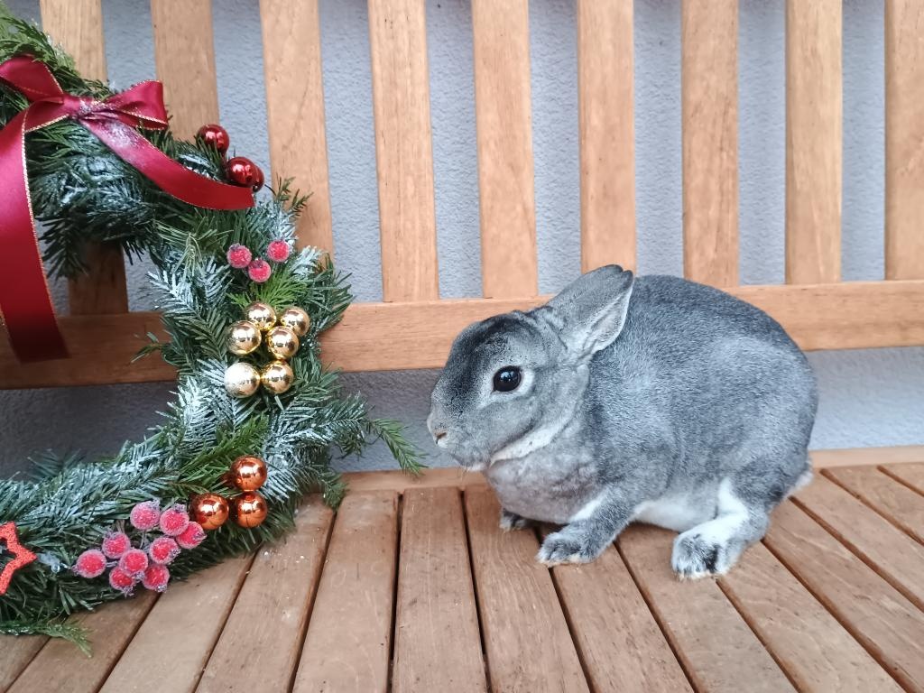 Zakrslý rex činčilový samička s PP - 6