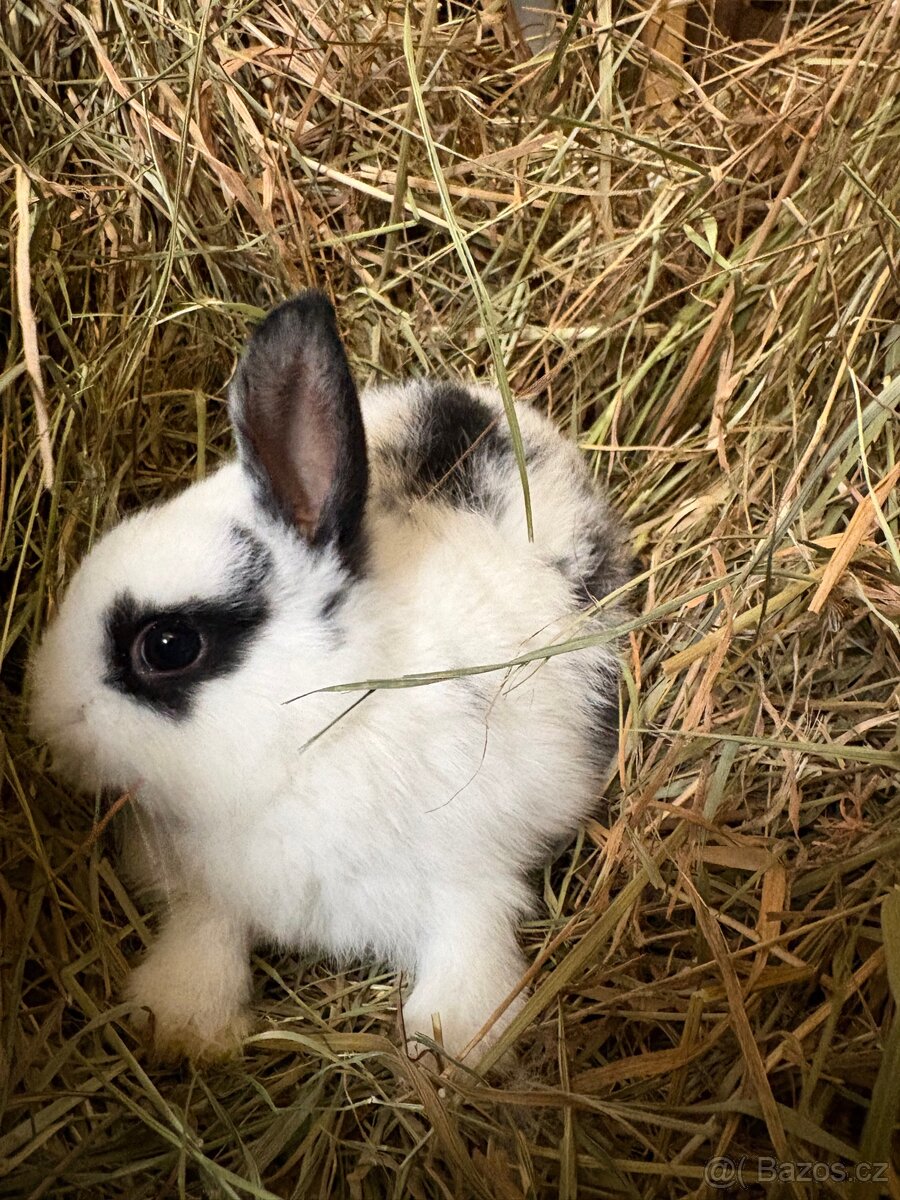 Zakrslý králík - 6