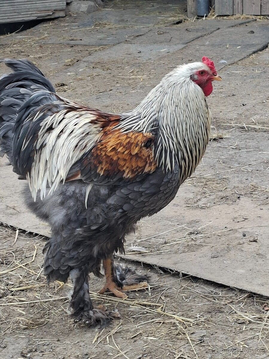 Brahmánka velká- kuřátka - 6