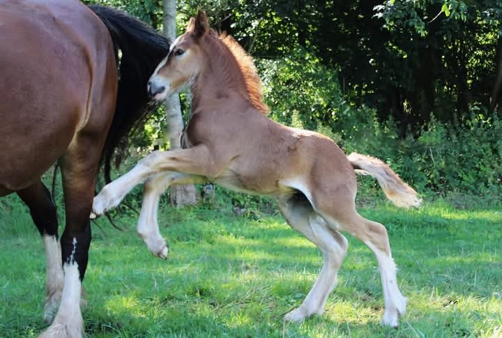 Drum horse hřebec, matka Shire horse, otec irský cob - 6