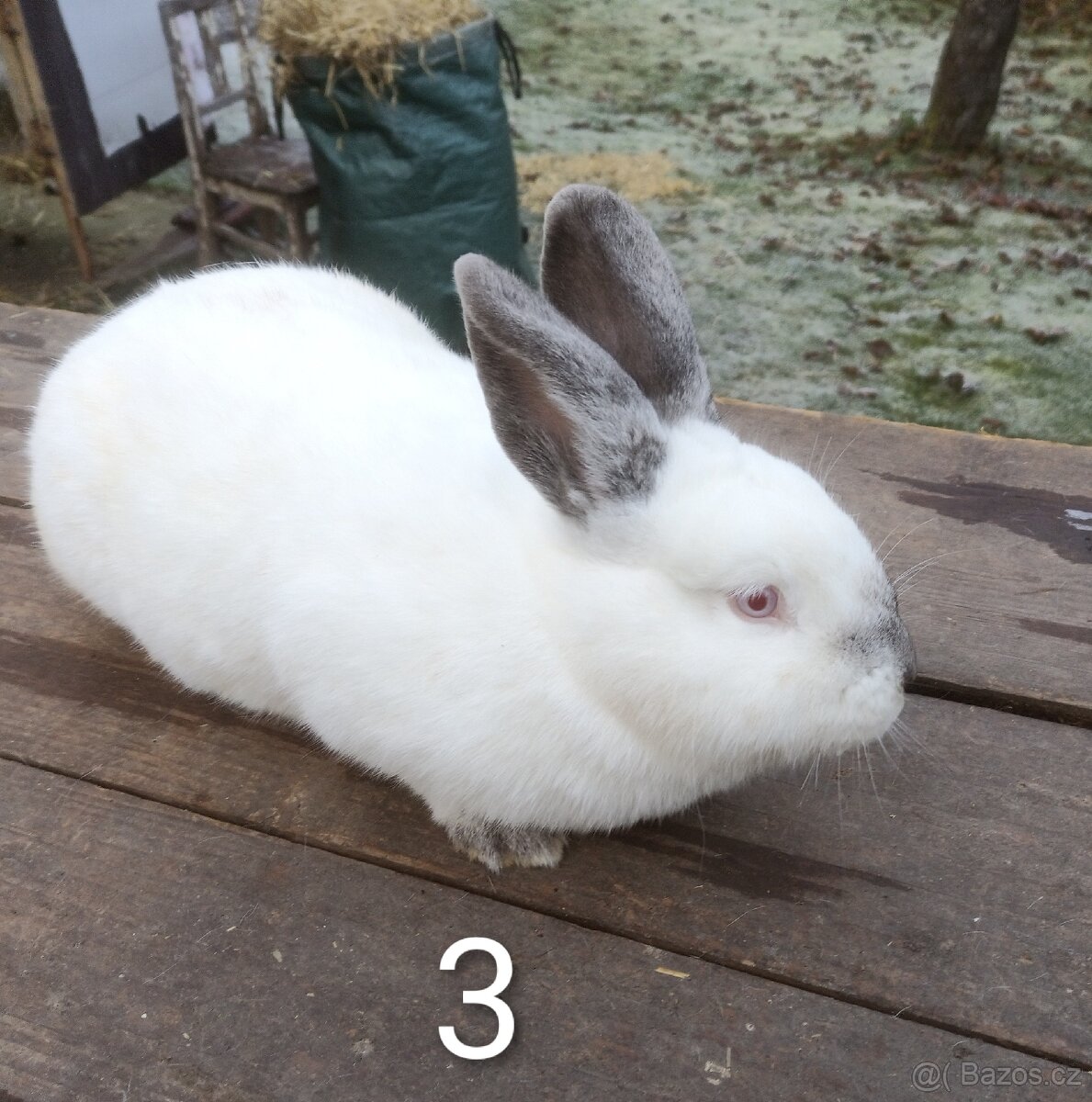 Samice králíka kříženky Nb+Kal - 6