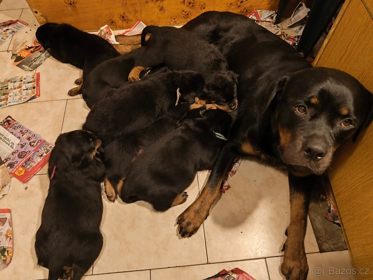 Rottweiler s PP (FCI) - 6