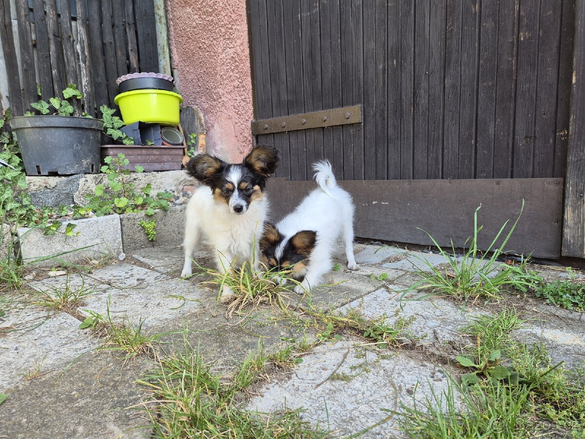 Papillon s PP - 6