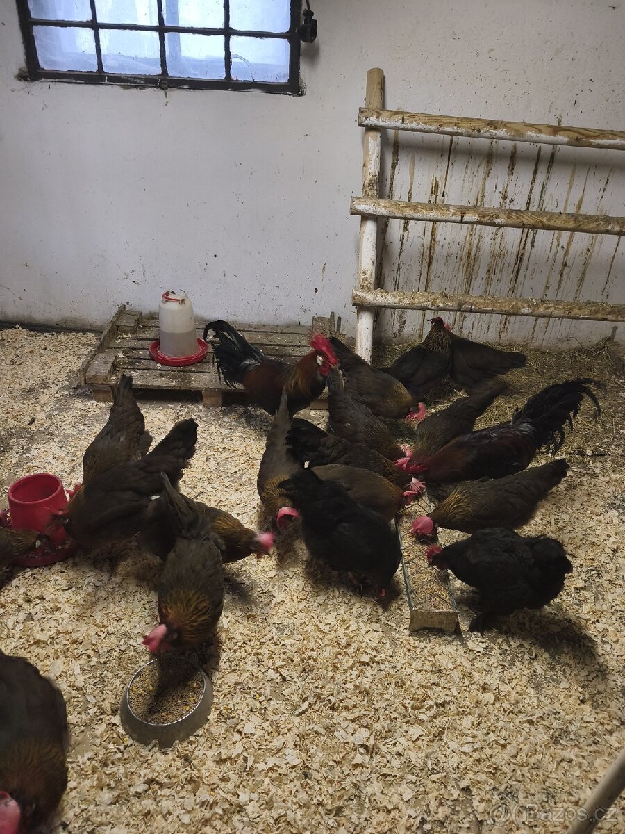 Nasadová vajíčka - 6