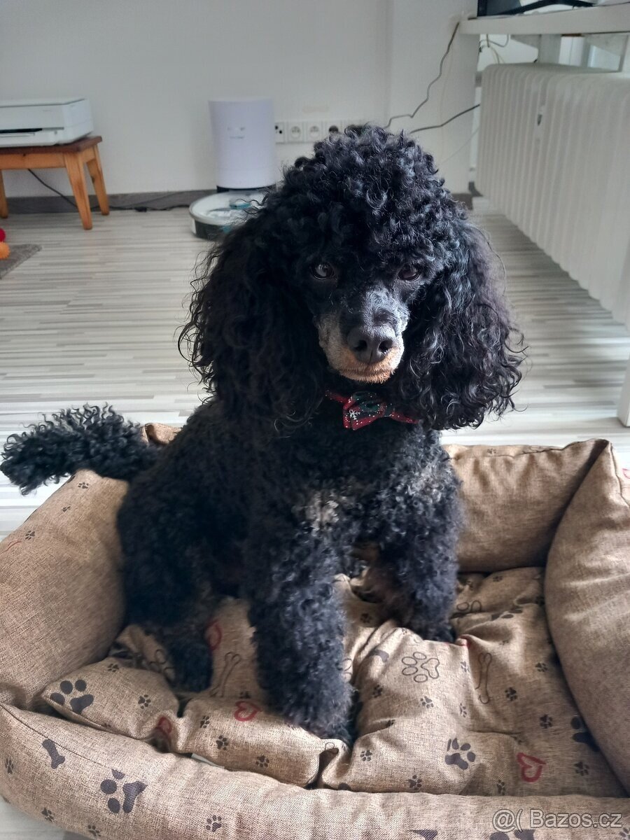 Krytí - nabidka- Pudl trpasličí - 6