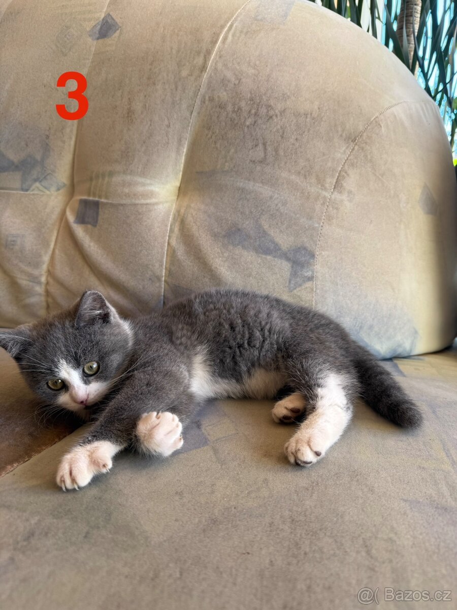 Modrá britská koťátka - 6