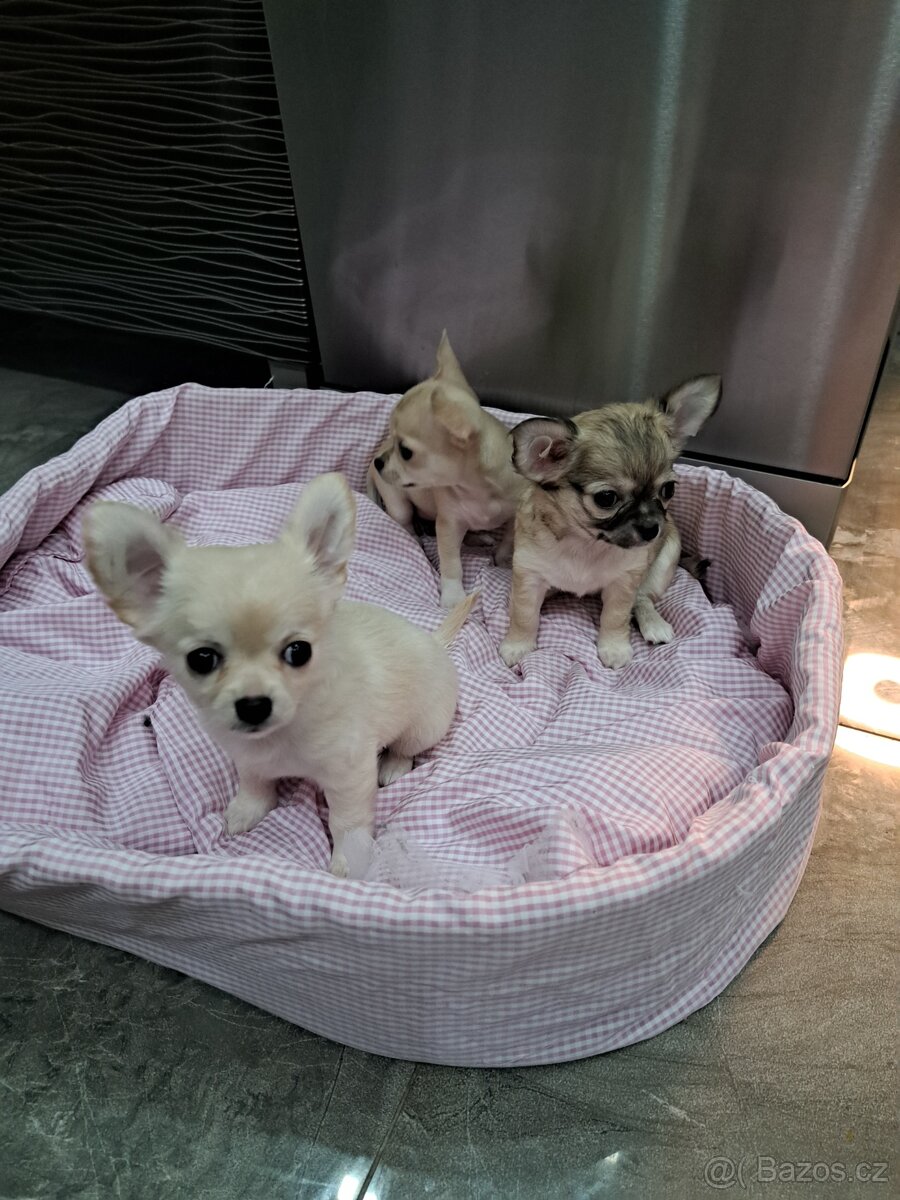 Čivava Mini Fenečky - 6