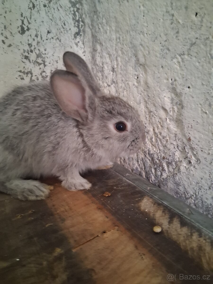 Králíci k prodeji - 6