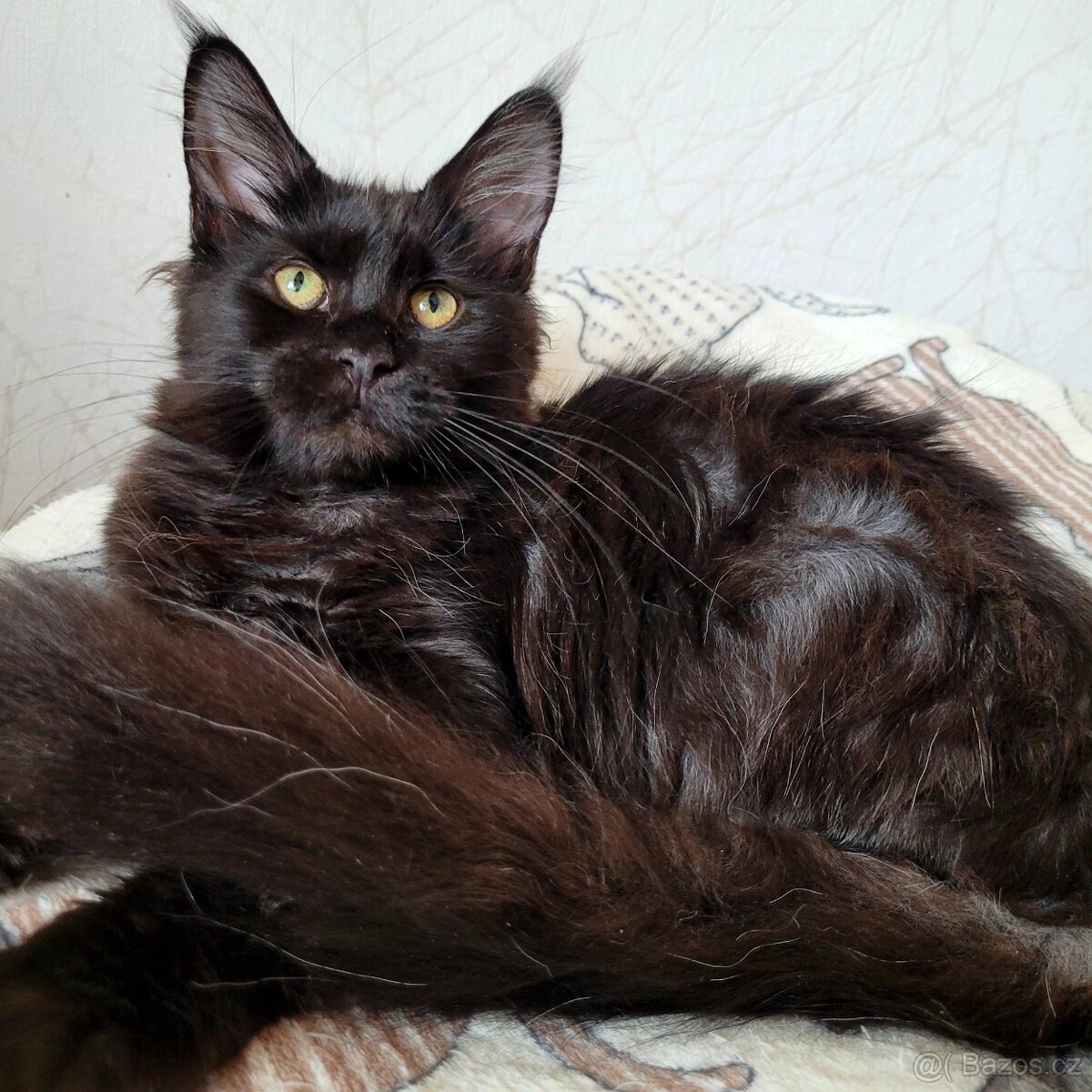 Mainská mývalí kočička s PP - 6