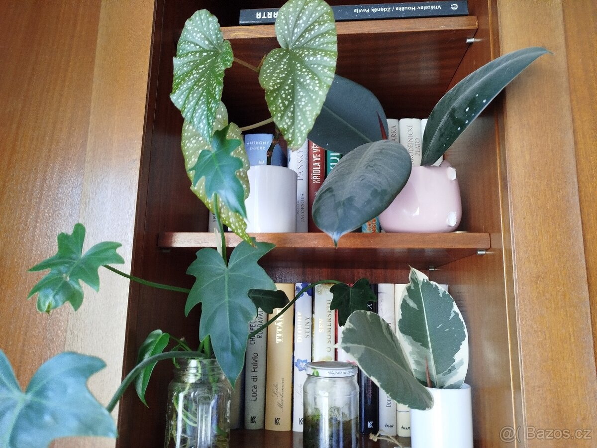 Pokojové rostliny - 6