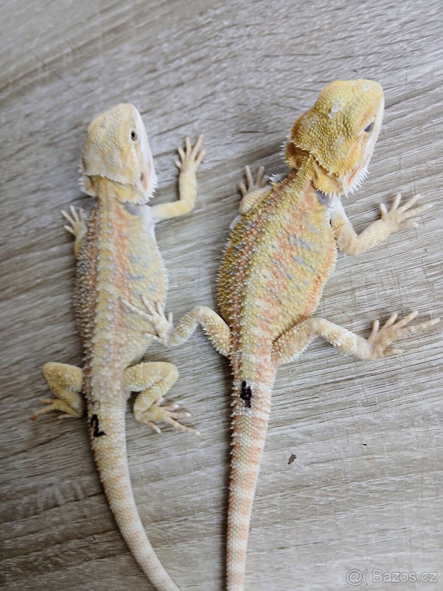 Agama vousata - 6