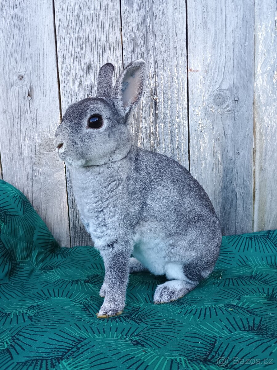 Zakrslý REX činčilový oceněná mláďata - 6