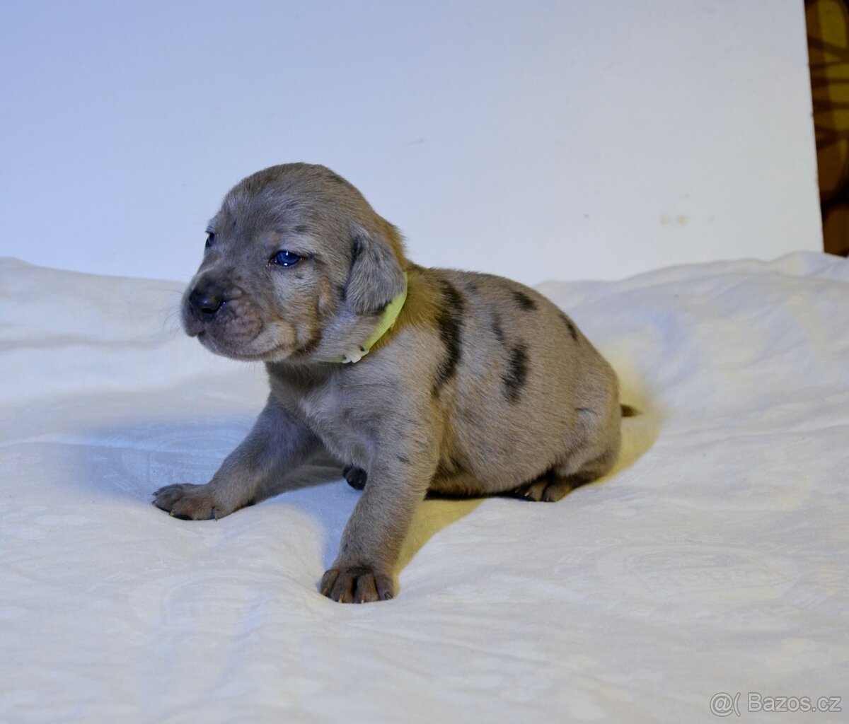 Louisianský leopardí pes s PP - 6