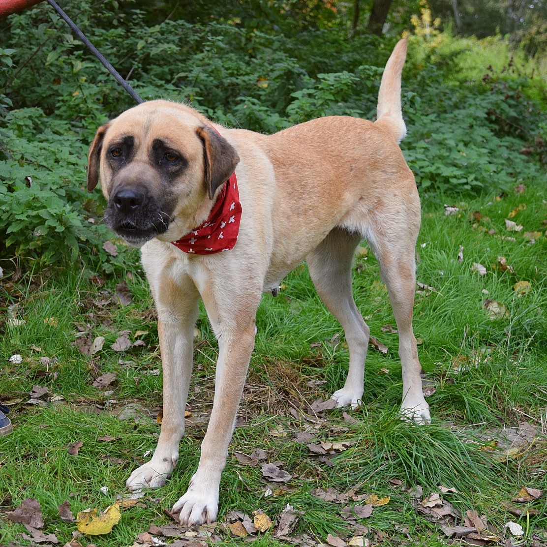 🐶 Tina – krásná a oddaná společnice 💛 - 6