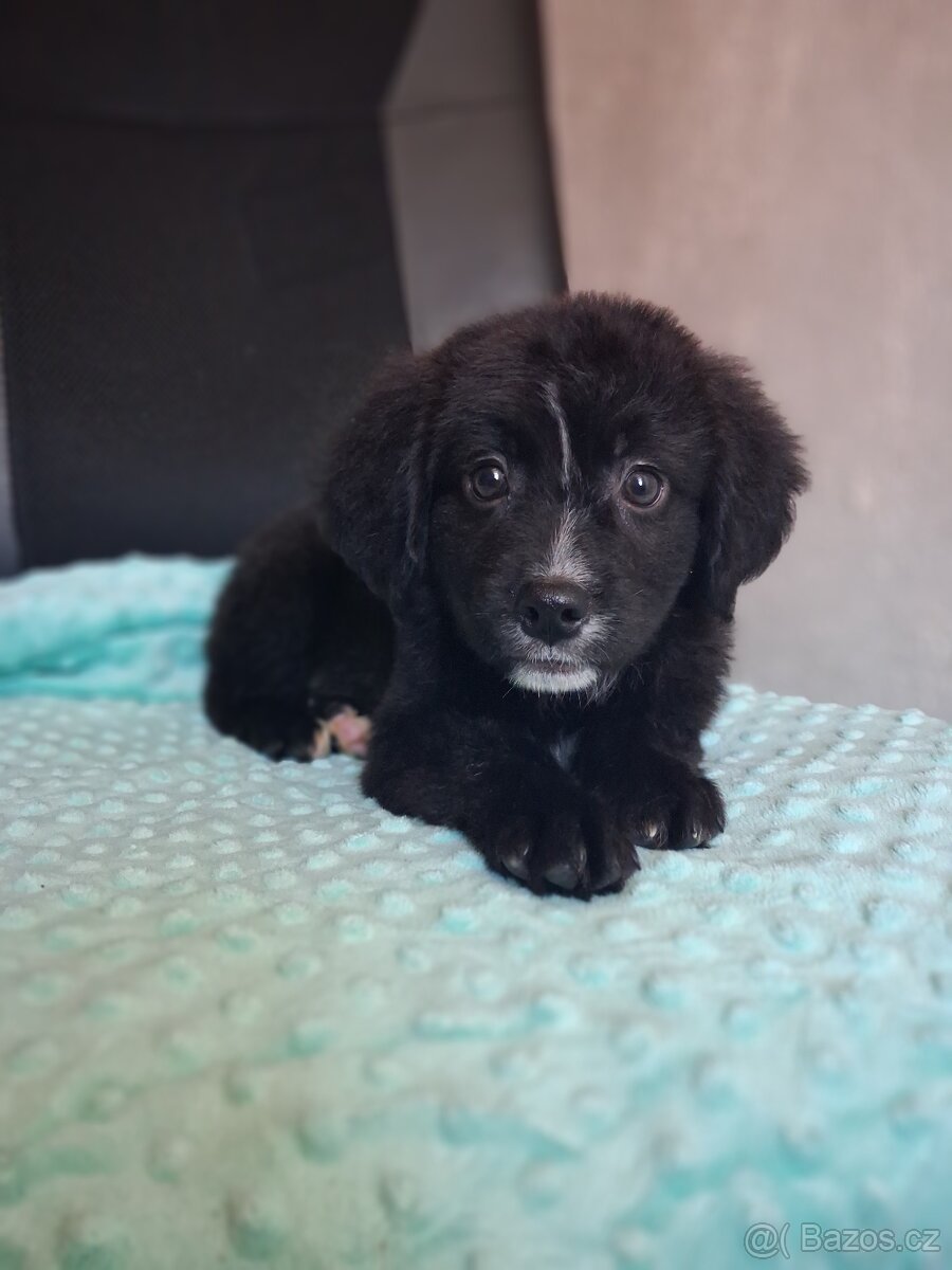 Štěňátka kříženci stardšírský bullteriér - 6