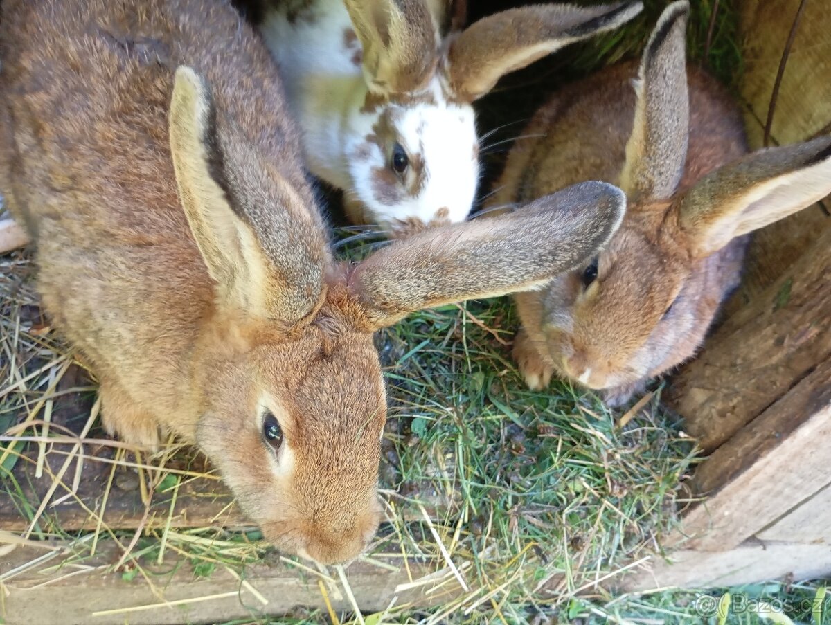 Prodám letošní mladé samice a samce na chov ov - 6