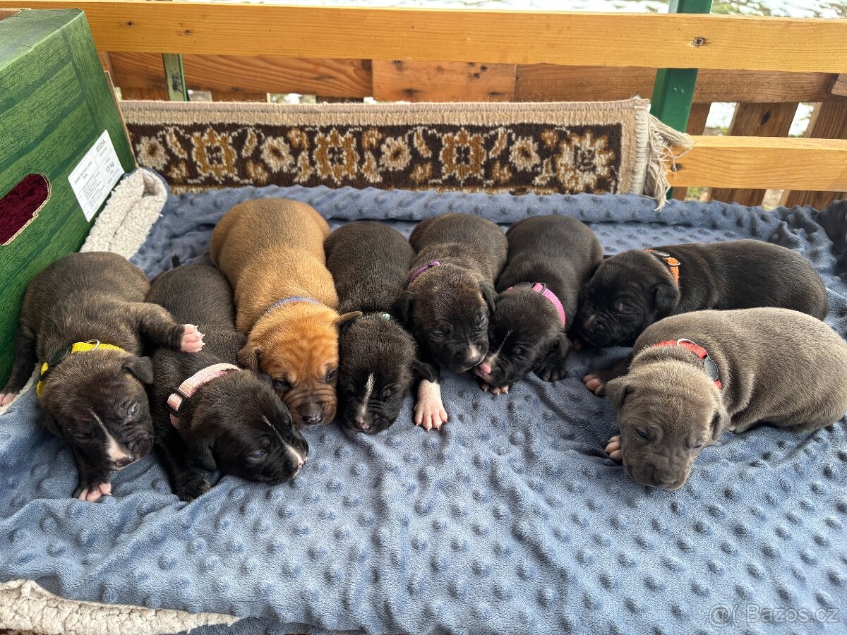 Americký stafordsirsky terier, Stafford, amstaf - 6