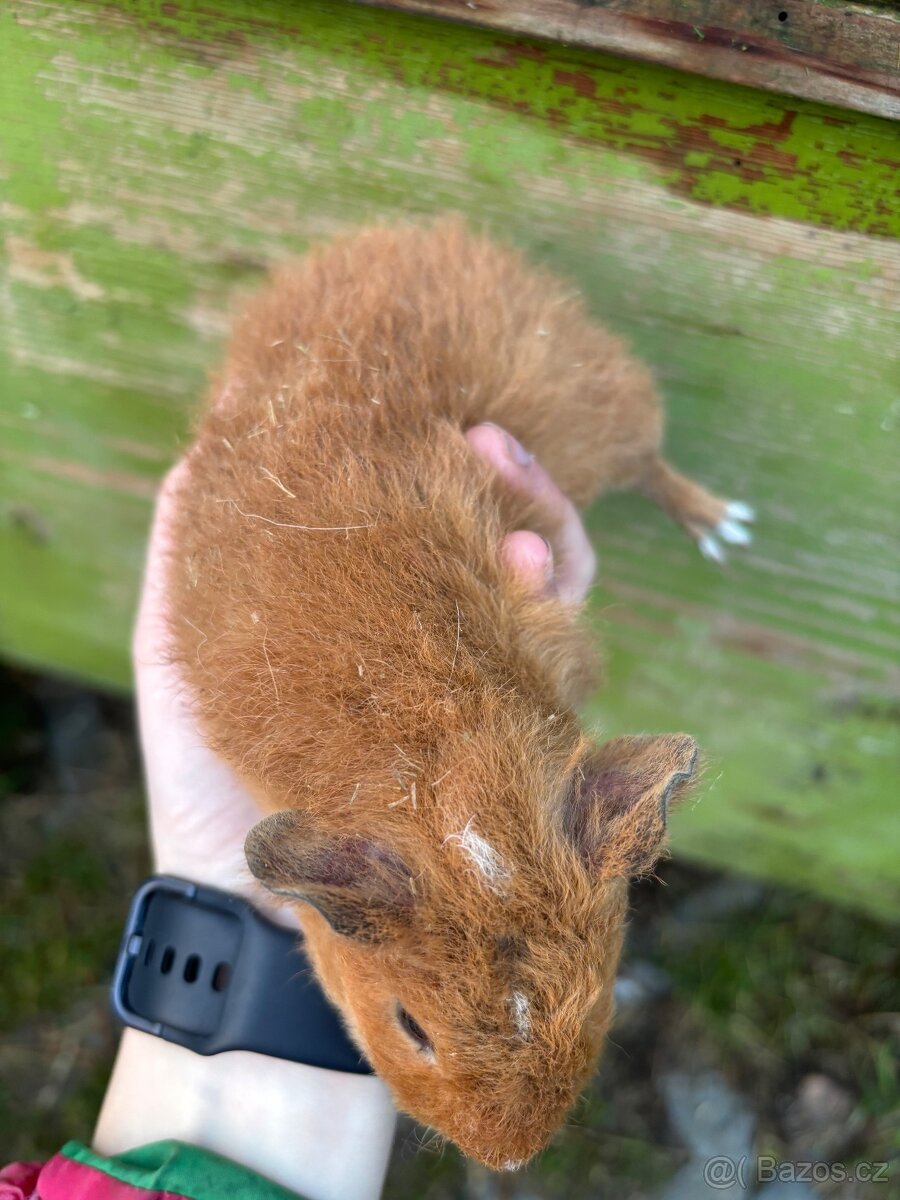 Us Teddy samička č2 - 6