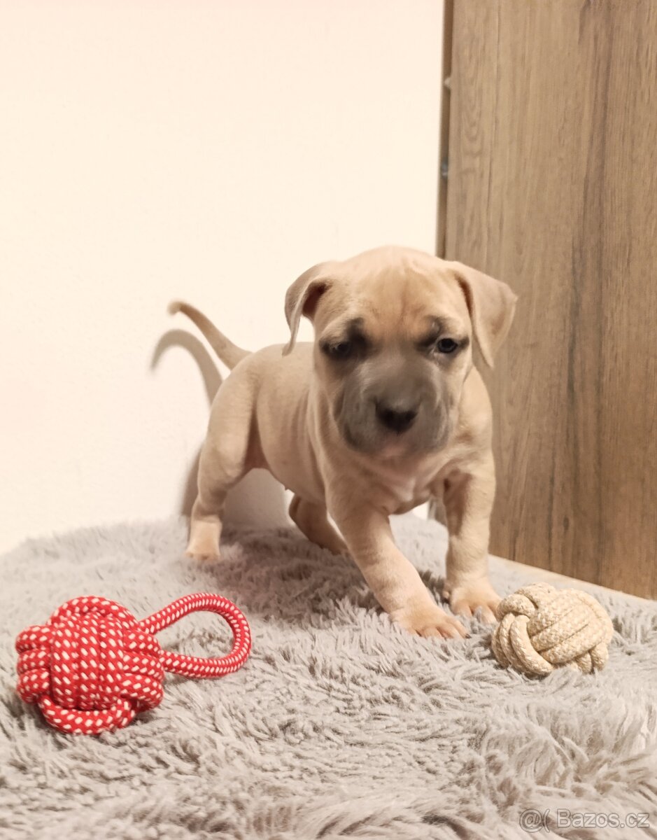 American Bully Standard - 6