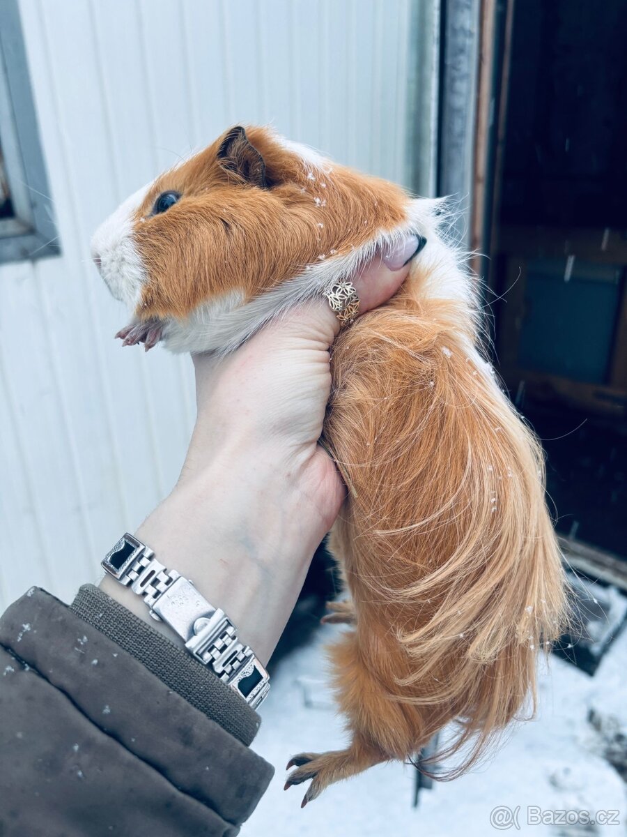 Prodám morčata 2 samci - 6