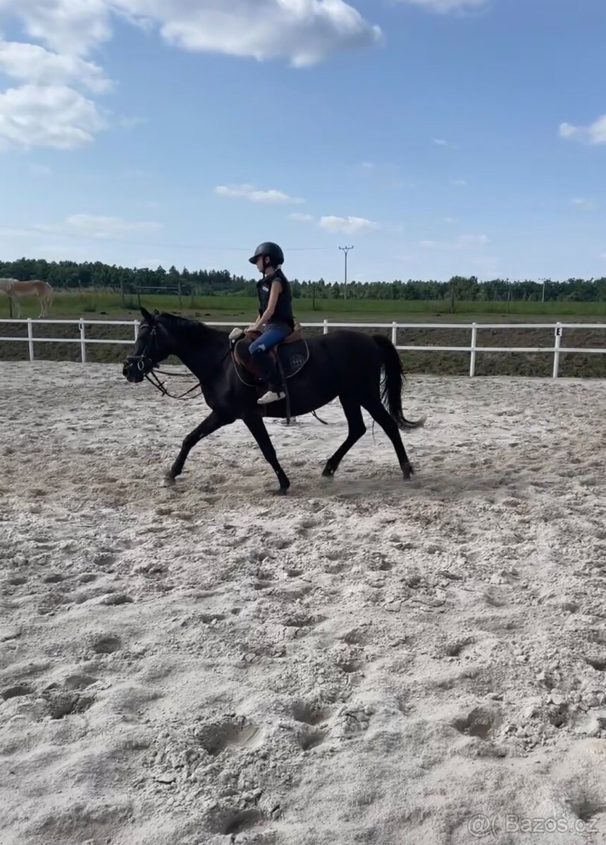 Spolehlivá klisna New Forest pony - 6