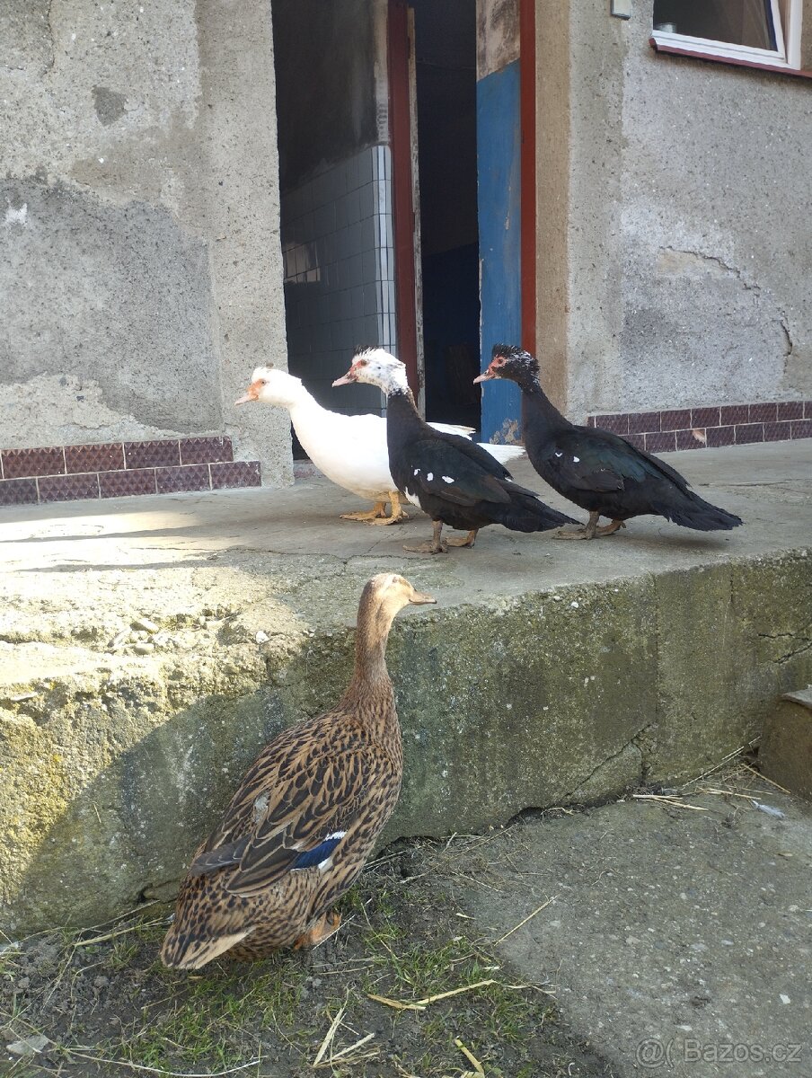 Pižmové kachny - 6