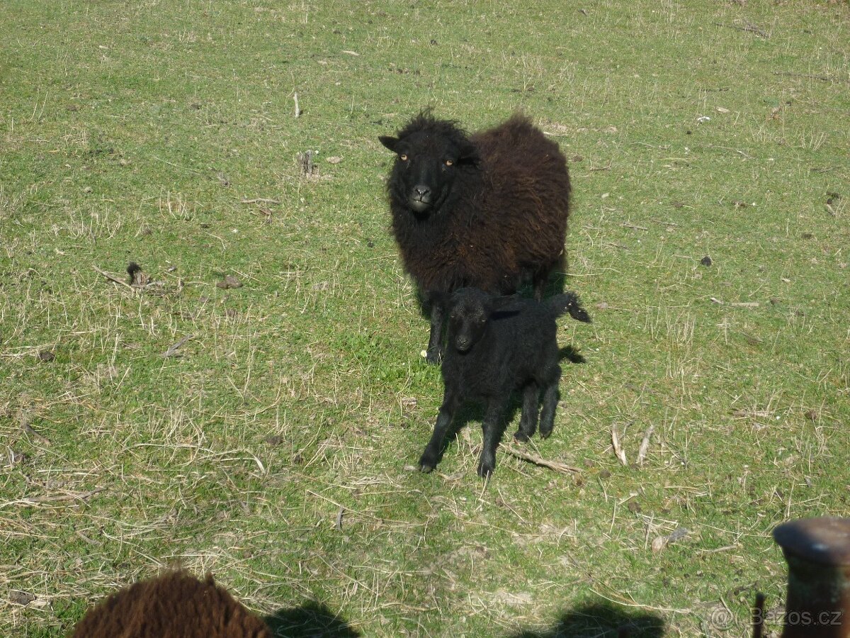 Quessantské ovce - 6