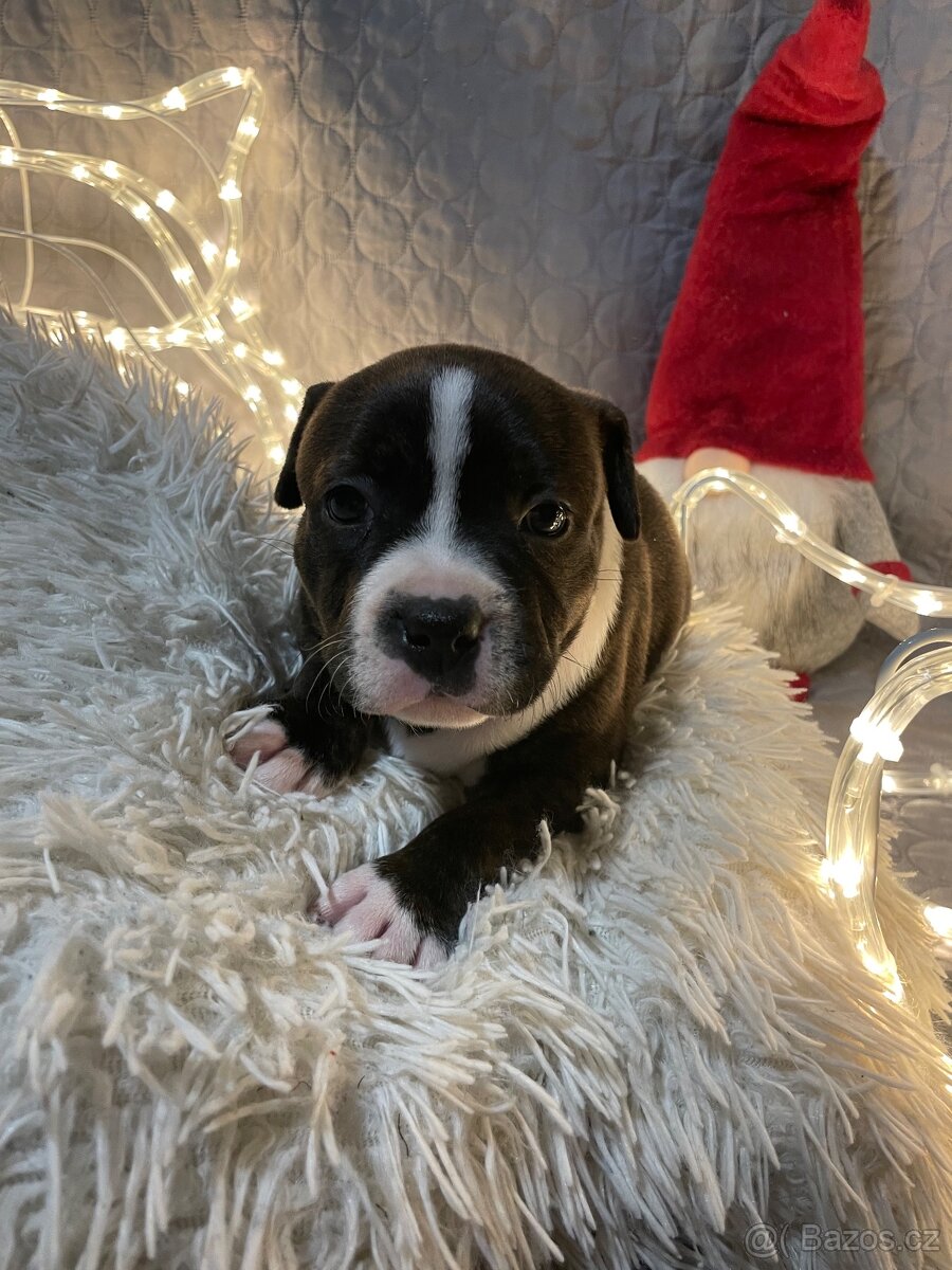 Stafordširský bullterier - štěňata s PP - 6