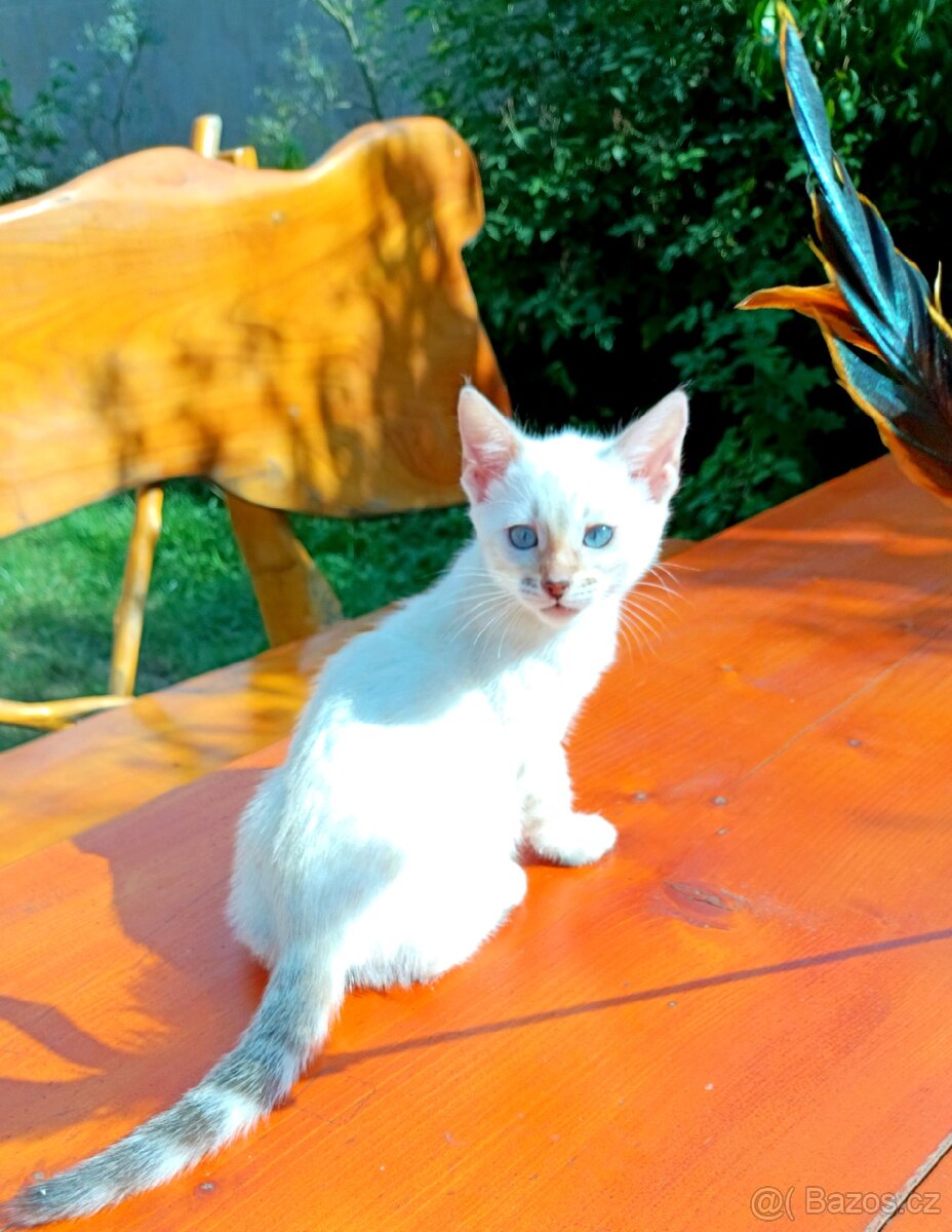 Předběžná rezervace Bengálských koťátek s PP SILVER SNOW - 6