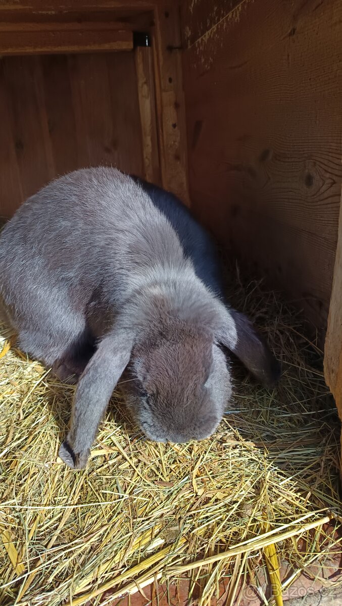 Francouzský beran - 6